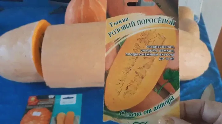 Эту красавицу ,буду сажать , выращивать  и в этом году!!! Тыква РОЗОВЫЙ ПОРОСЁНОК .06.03.2022 г.