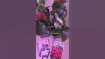Бегония Фея зацвела #semena22 #золотаясоткаалтая