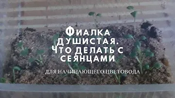 Сеянцы фиалки душистой. Следующий этап.