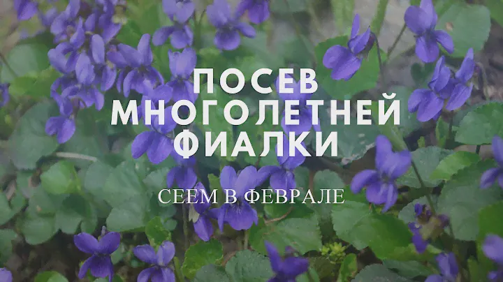 Посев многолетней фиалки.