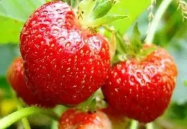 Крупноплодная садовая земляника (клубника) сорта "Фея"
