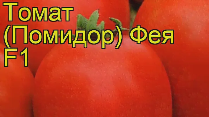 Томат обыкновенный Фея. Краткий обзор, описание характеристик, где купить семена