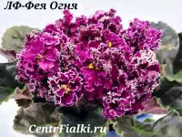 ЛФ-Фея Огня (Федосеева)
