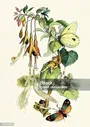 Fairies Играет С Бабочками — стоковая векторная графика и другие изображения на тему Костюм феи - Костюм феи, Фея, Иллюстрация