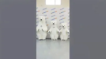 Белые медведи любого размера 💕🐻 #белыймедведь #мишки