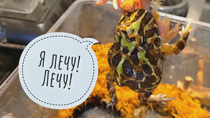 Лягушка съела курёнка!