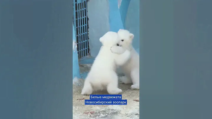 Белые медвежата. Новосибирский зоопарк